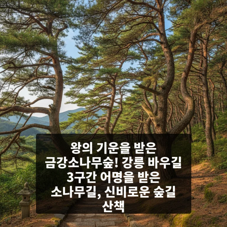 강릉 바우길 3구간 어명을 받은 소나무길