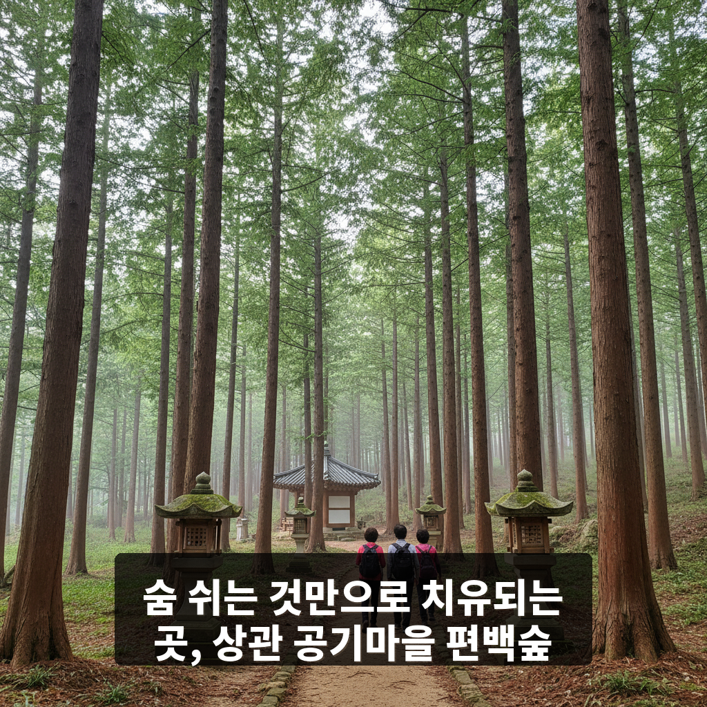 상관 공기마을 편백숲