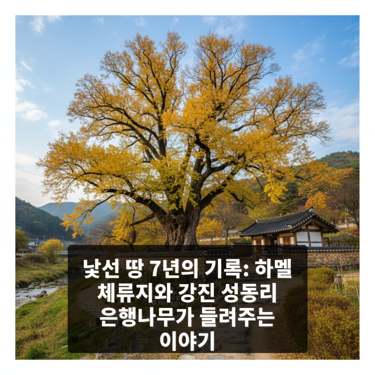 하멜 체류지와 강진 성동리 은행나무